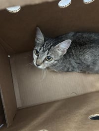 LUNA - Photo 1