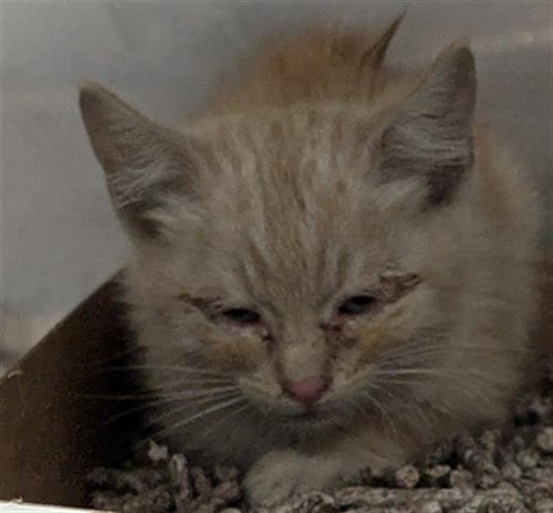 RANGO - Domestic Short Hair available for adoption