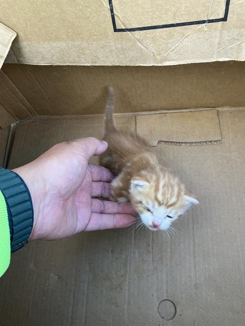 JUNIOR - Domestic Short Hair available for adoption