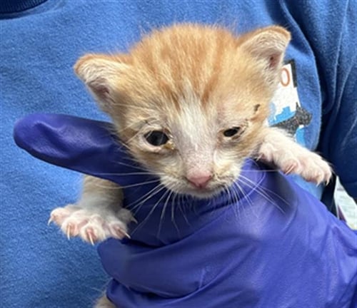 CHARMY - Domestic Short Hair available for adoption