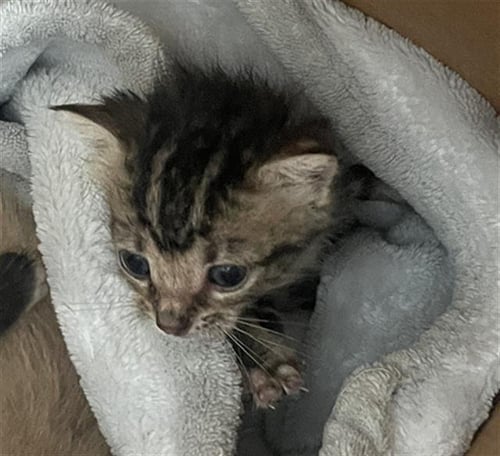 STITCH - Domestic Short Hair available for adoption