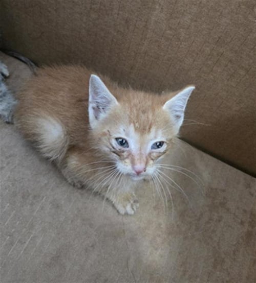 SUNNY - Domestic Short Hair available for adoption