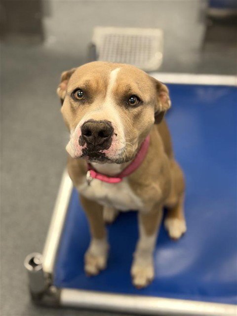 ZELLIE - Pit Bull Terrier available for adoption