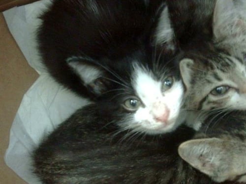 OREO - Domestic Short Hair available for adoption
