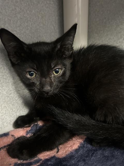 INDY - Domestic Medium Hair available for adoption