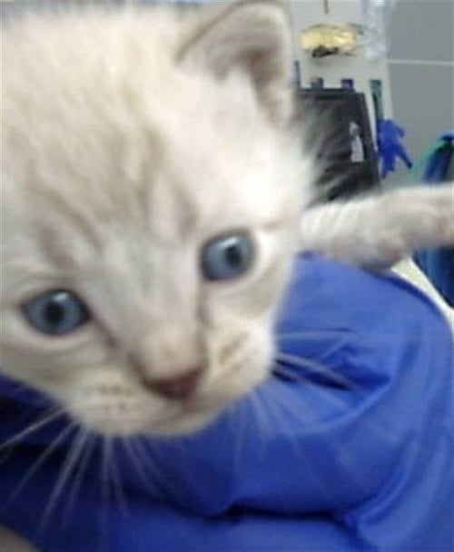 GETO - Domestic Medium Hair available for adoption