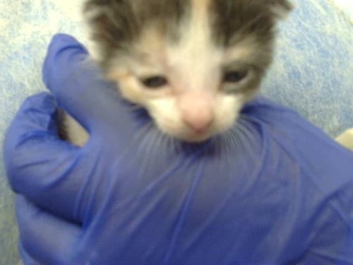 AHOSKA - Domestic Short Hair available for adoption