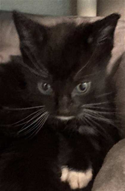 ARIES - Domestic Short Hair available for adoption