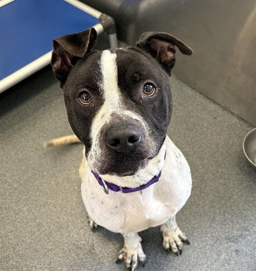 KAIGE - Pit Bull Terrier for adoption in Irving