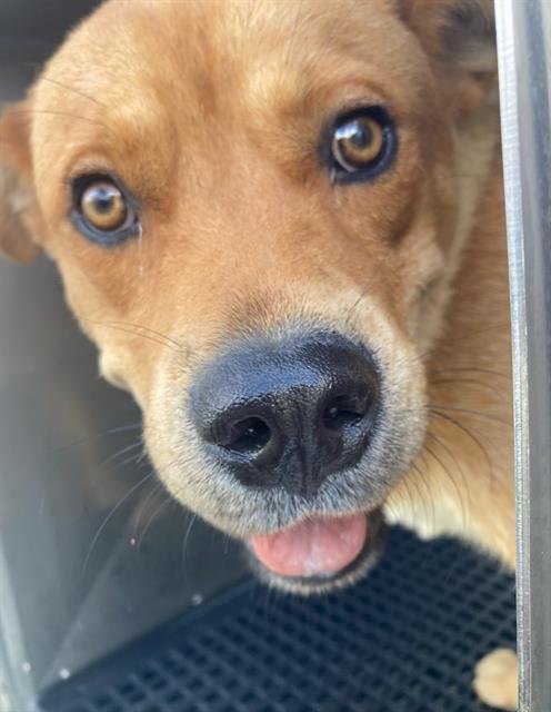MILO - Labrador Retriever available for adoption