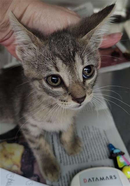 CASH - Domestic Short Hair available for adoption