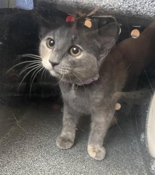 BASIL - Domestic Short Hair available for adoption