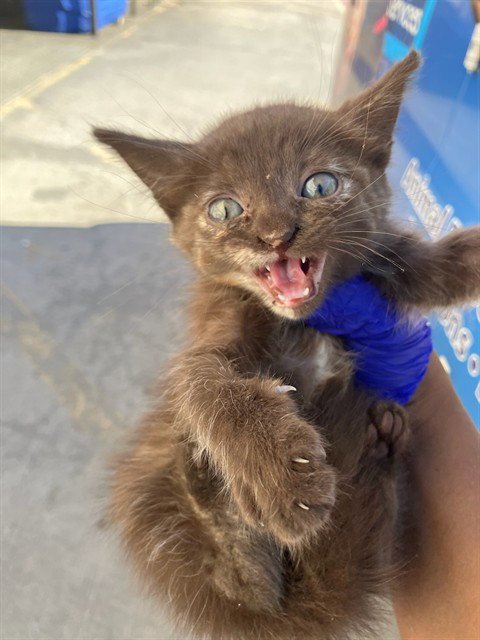 LUIS - Domestic Medium Hair available for adoption