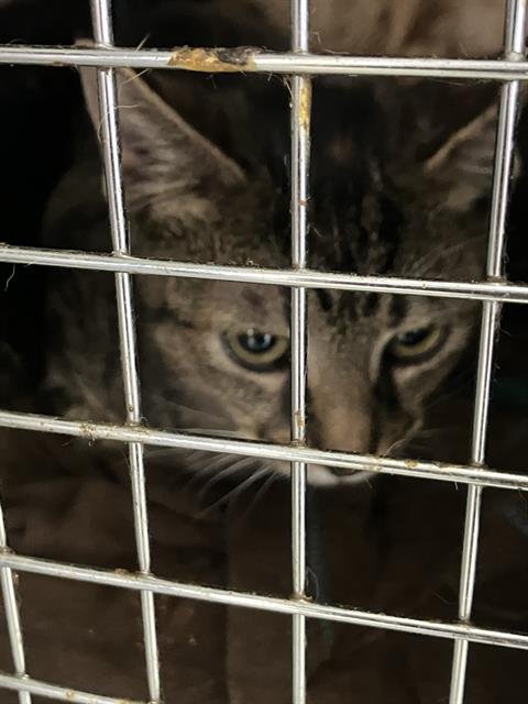 NORA - Domestic Short Hair available for adoption
