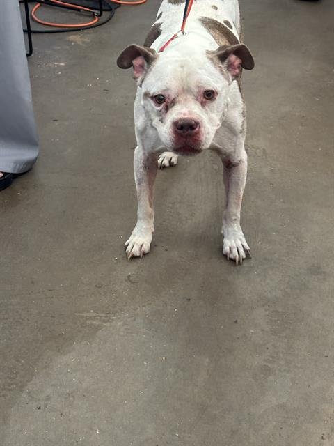 MARLEY - Boxer available for adoption