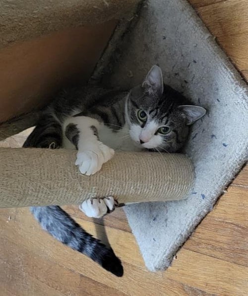 CHAMP - Domestic Short Hair available for adoption