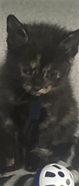 LISA - Domestic Short Hair available for adoption