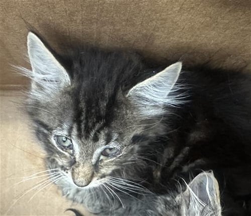 ELM - Domestic Long Hair available for adoption