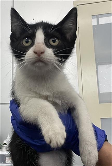 SKY - Domestic Short Hair available for adoption