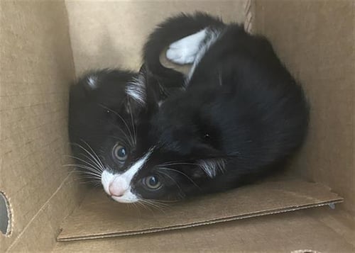 TIE - Domestic Short Hair available for adoption
