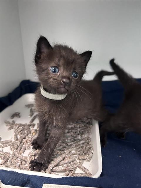EDD - Domestic Short Hair available for adoption