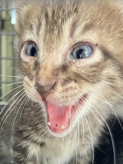 BART - Domestic Short Hair available for adoption
