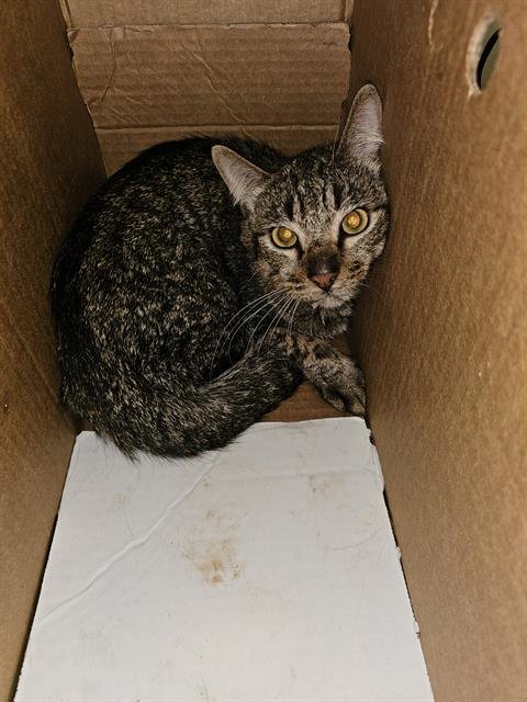 BOBBY - Domestic Short Hair available for adoption