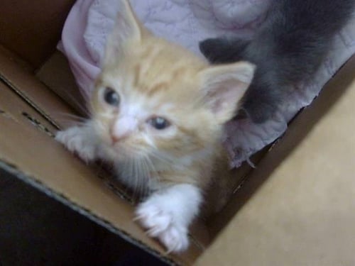 PHOENIX - Domestic Short Hair available for adoption