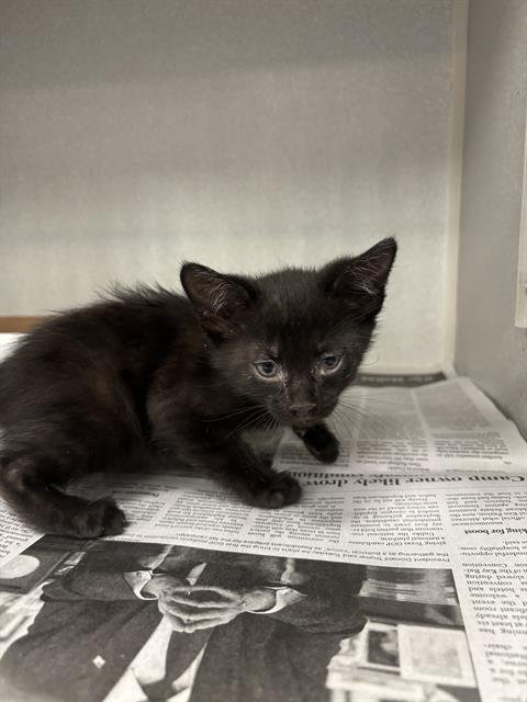 SHADOW - Domestic Short Hair available for adoption