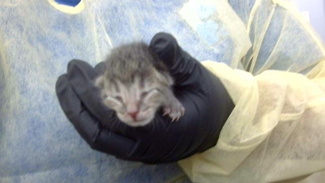 KITTEN 2 Image