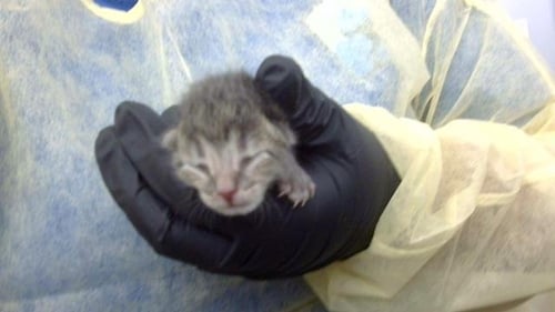 KITTEN 2 - Domestic Medium Hair available for adoption