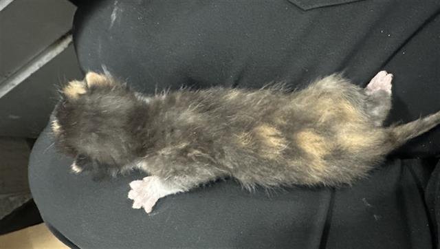 ROSE - Domestic Short Hair available for adoption