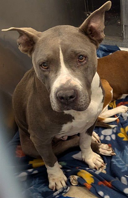 MOON - Pit Bull Terrier available for adoption