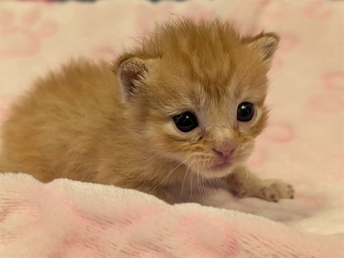 HAYMITCH - Domestic Short Hair available for adoption