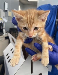 OLIVER - Photo 1