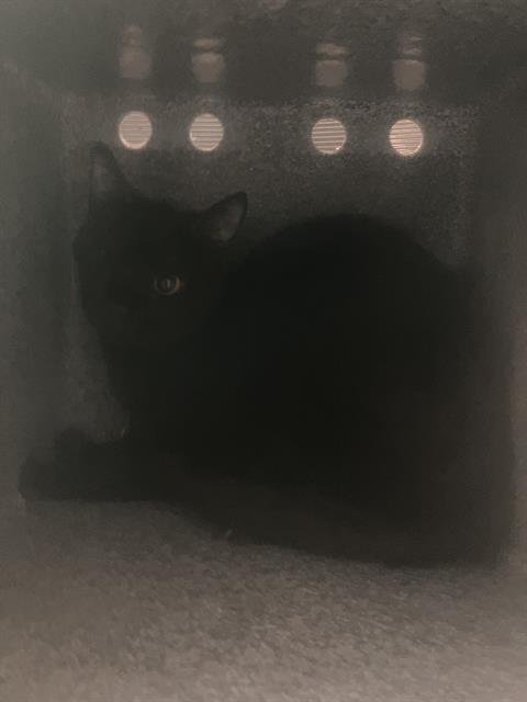 SASSY - Domestic Short Hair available for adoption