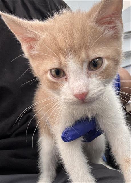 RAY - Domestic Short Hair available for adoption