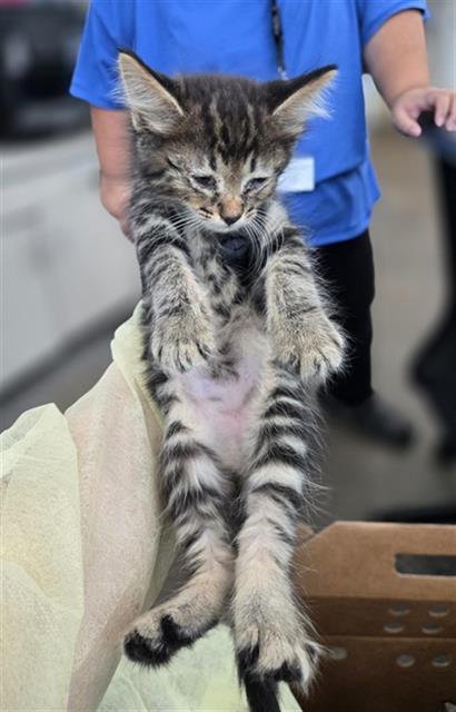 EMILIANO - Domestic Short Hair available for adoption