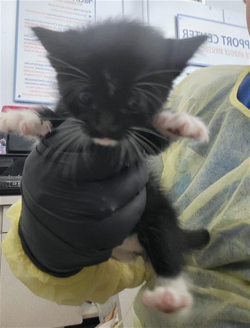 AGNES - Domestic Long Hair available for adoption