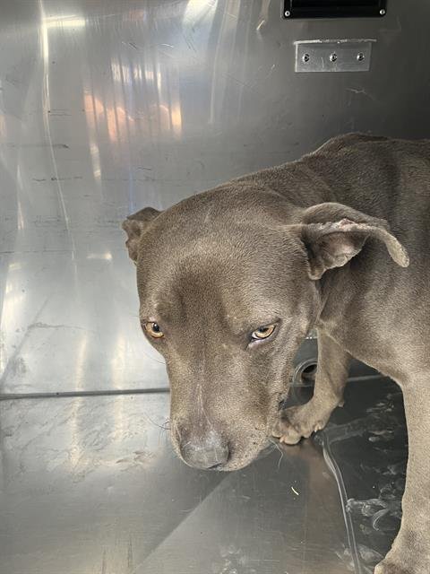 JULIE - Pit Bull Terrier available for adoption