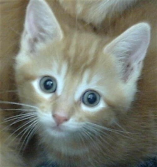TEDDY - Domestic Medium Hair available for adoption