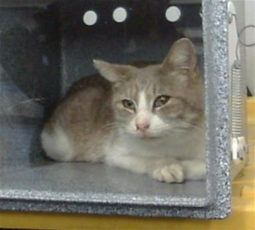 LOLA - Domestic Short Hair available for adoption