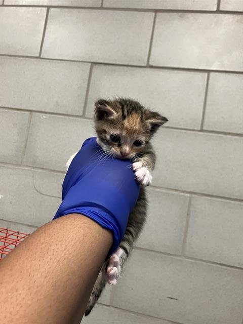 PAPRIKA - Domestic Short Hair available for adoption