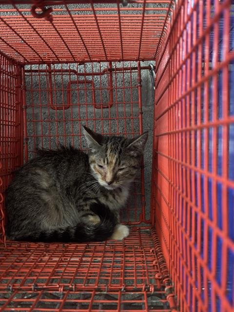 LEAFY - Domestic Short Hair available for adoption