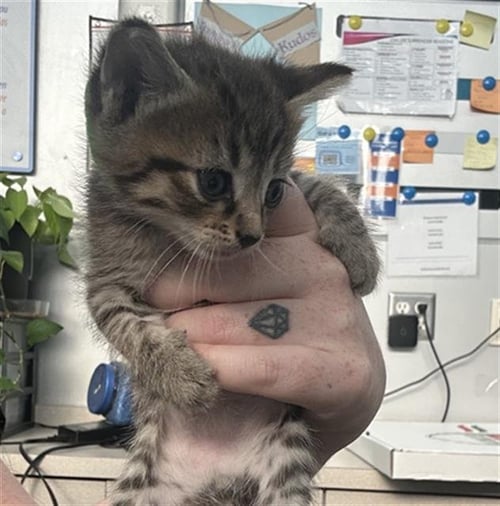 OATS - Domestic Short Hair available for adoption