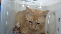 GARFIELD - Photo 1