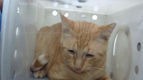 GARFIELD - Domestic Medium Hair available for adoption