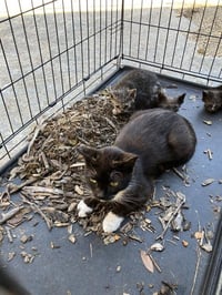 NANCY - Photo 1