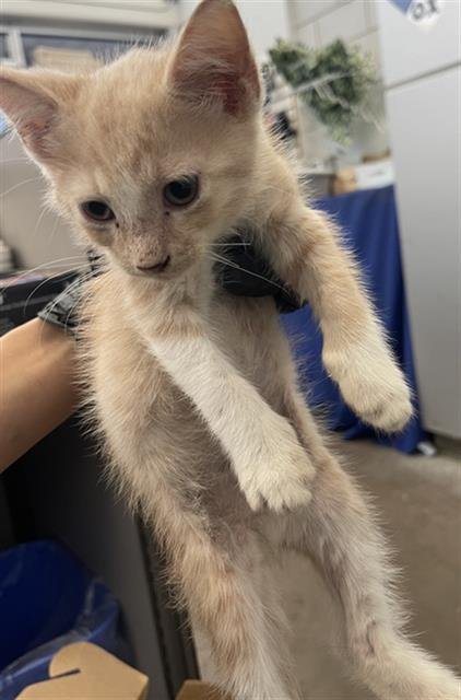 BOOTS - Domestic Short Hair available for adoption