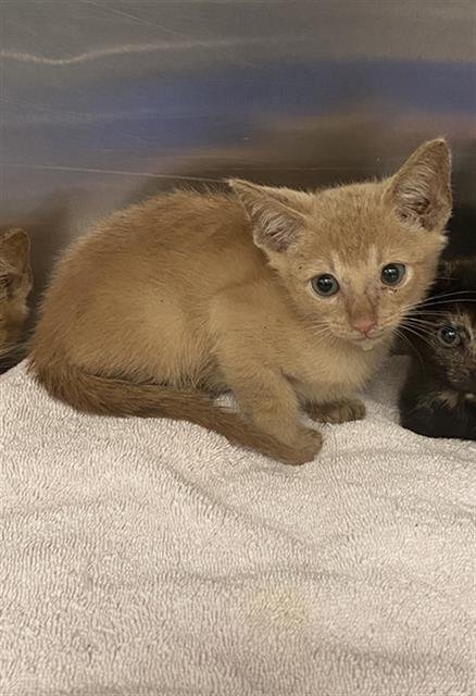 WEST - Domestic Short Hair available for adoption